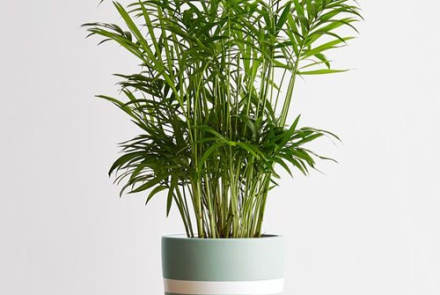 استفاده از گیاه شامادورا الگانس جهت روش گیاه پالایی برای بهبود کیفیت هوای داخل 